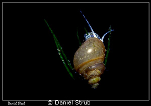 Friday's night dive ... followed by a creamy cheese fondu... by Daniel Strub 